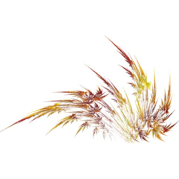 Осенняя трава на прозрачном