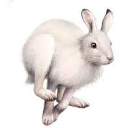 Белый заяц на прозрачном фоне