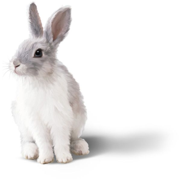Кролик на прозрачном фоне