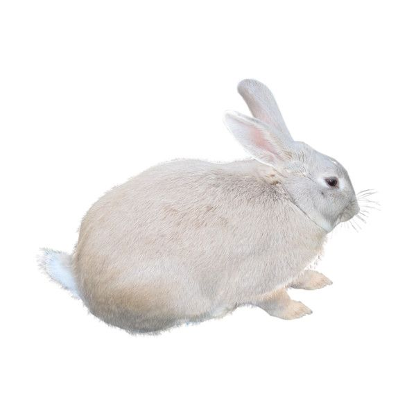 Заяц Беляк на белом фоне
