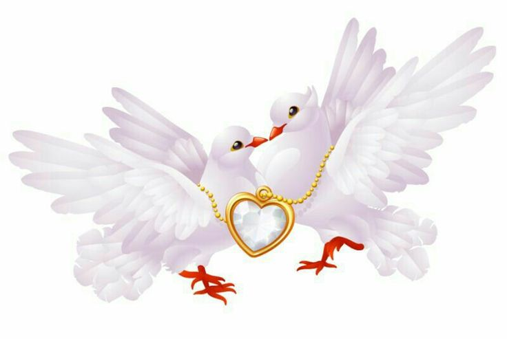 Свадебные голуби