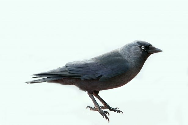 Галка птица