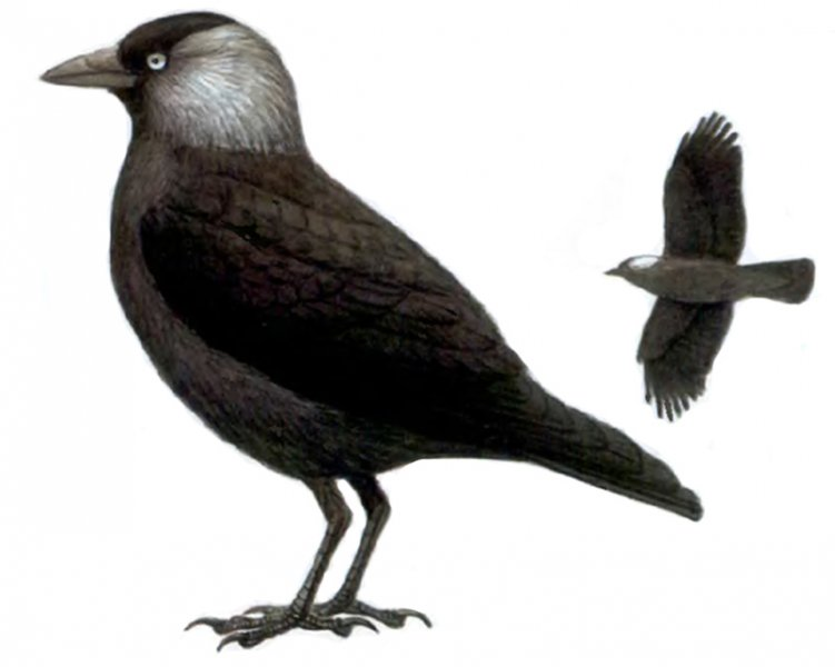 Галка рисунок