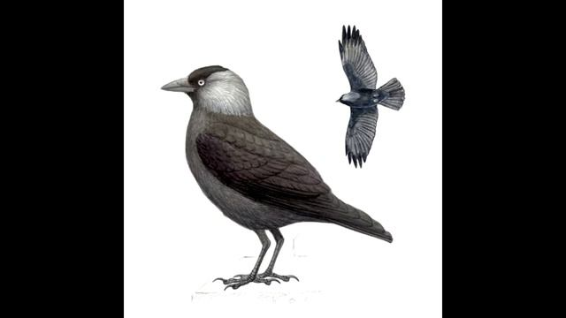 Галка для детей