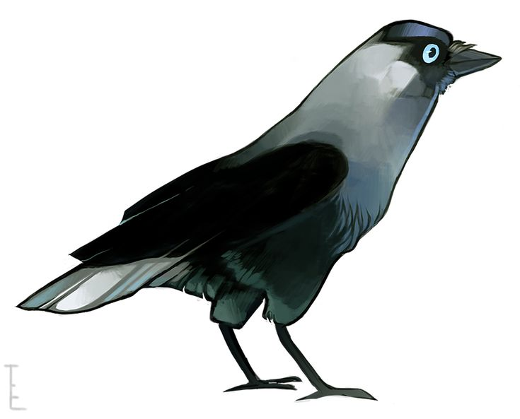 Птицы для детей ворона