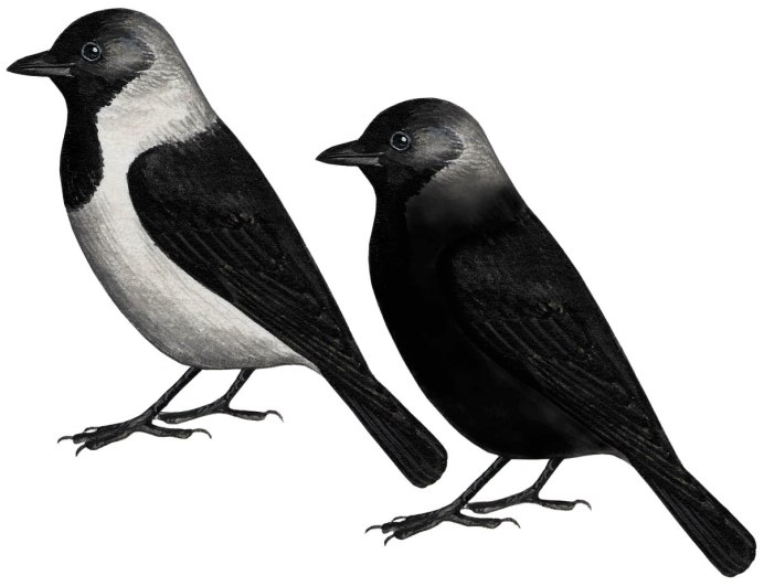 Птицы картинки