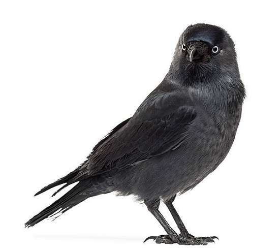 Птица Галка на белом фоне