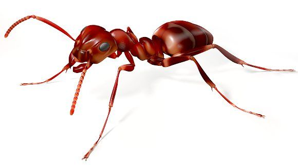 Насекомые на прозрачном фоне