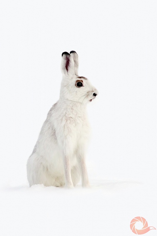 Арктический Беляк на белом фоне