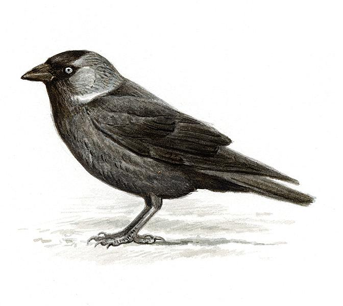 Галка рисунок