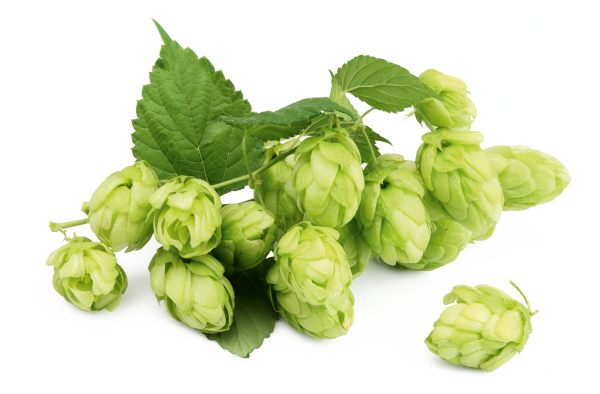 Humulus lupulus