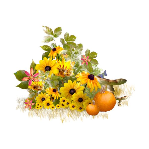 Осенние цветы на прозрачном фоне