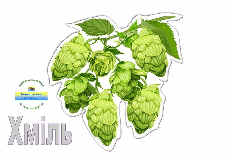 Гербарий соплодия хмеля