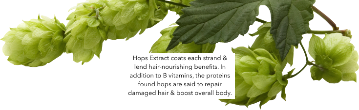 Шишки хмеля на белом фоне