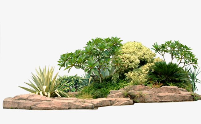 Растения для сада на белом фоне