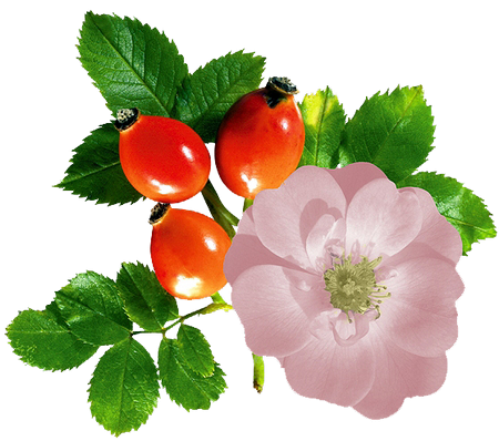 Шиповник для детей