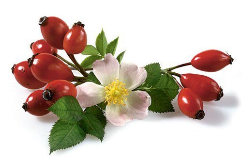 Веточка шиповника