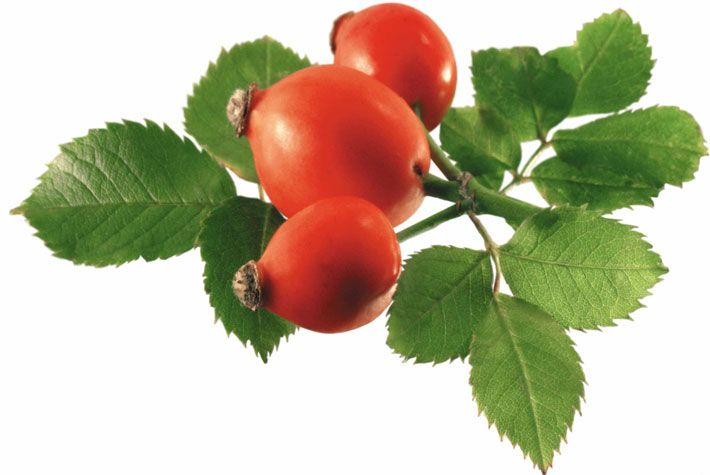 Шиповник Сибирский