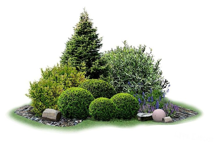 Хвойный рокарий миксбордер