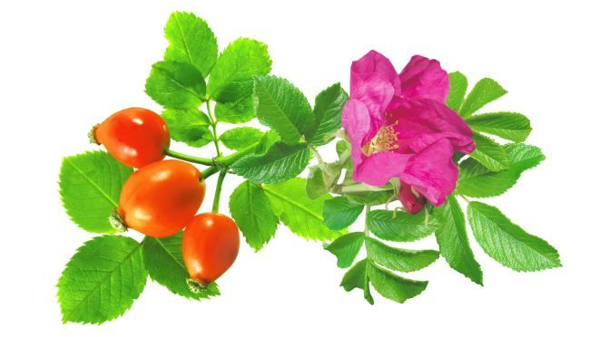 Шиповник Майский кустарник