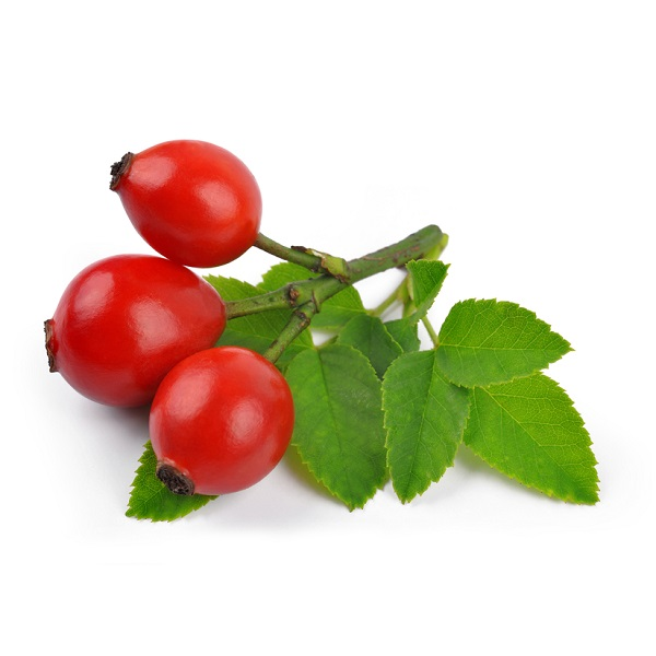 Шиповник на белом фоне