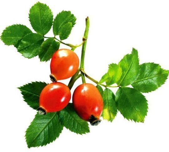 Веточка шиповника