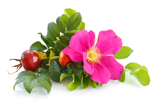 Шиповник на прозрачном фоне
