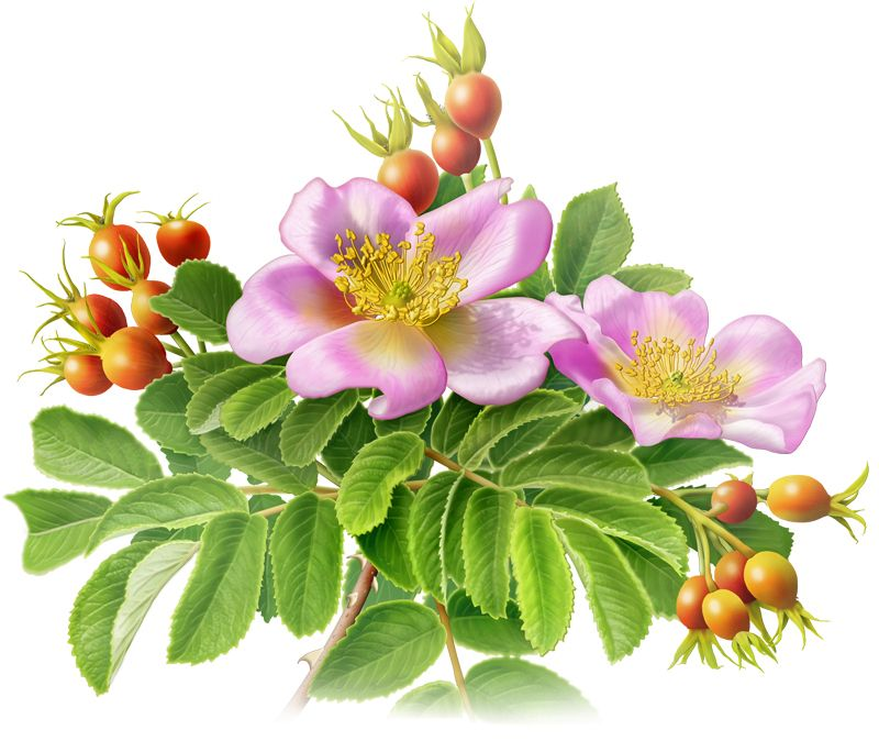 Куст цветущего шиповника