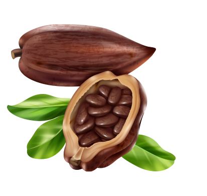 Какао Бобы на прозрачном фоне