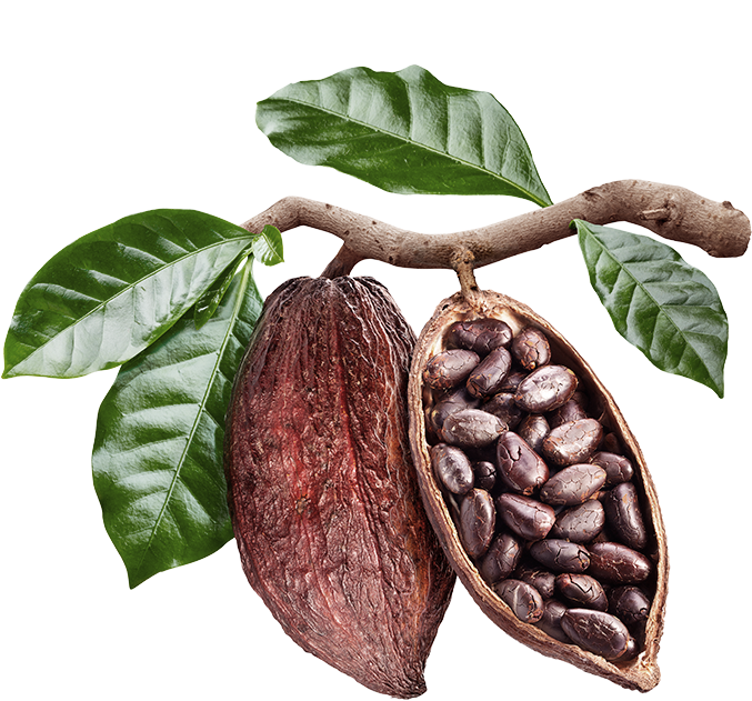 Семена шоколадного дерева
