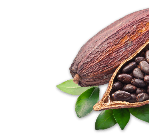 Какао Бобы на прозрачном фоне