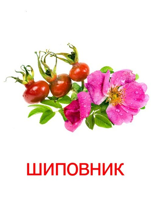 Карточки Домана ягоды