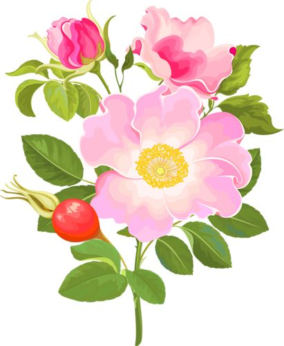 Шиповник на прозрачном фоне