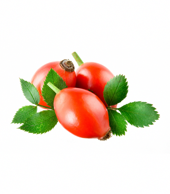 Шиповник на белом фоне