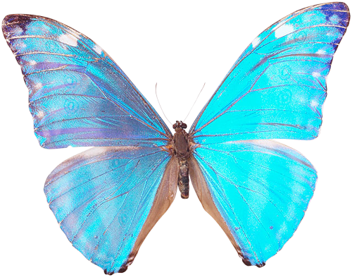 Бабочка неон