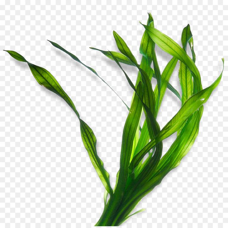 Водоросли ламинария