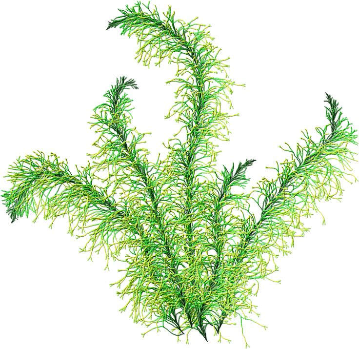 Подводные растения без фона