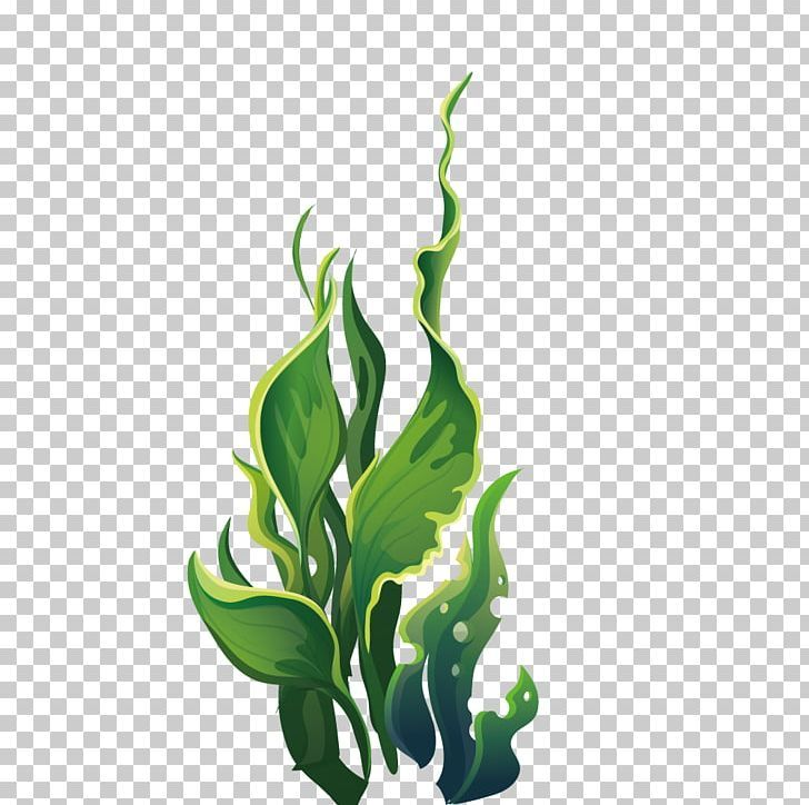 Морские водоросли на прозрачном фоне