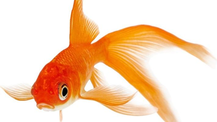 Вуалехвост (Veiltail Goldfish)