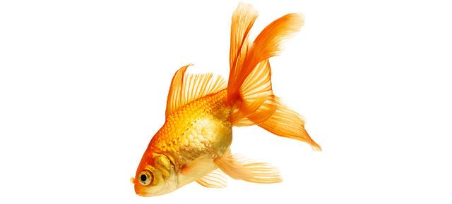Рыбка без фона