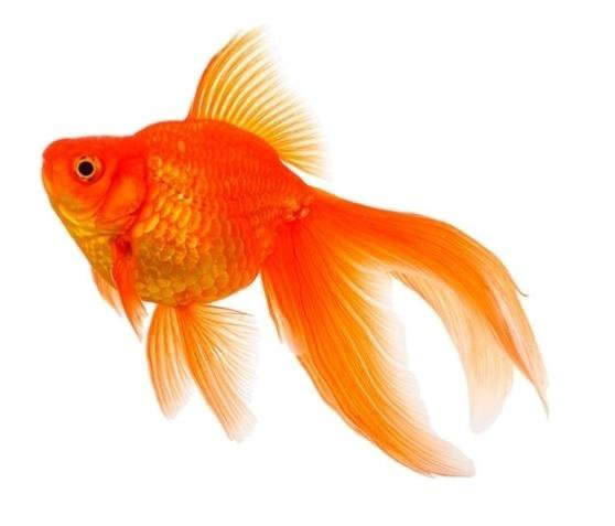 Белая Золотая рыбка вуалехвост