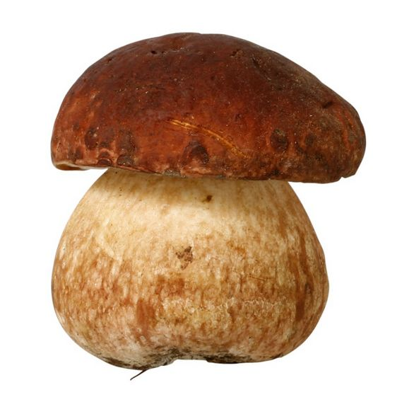 Белый гриб Боровик на белом фоне