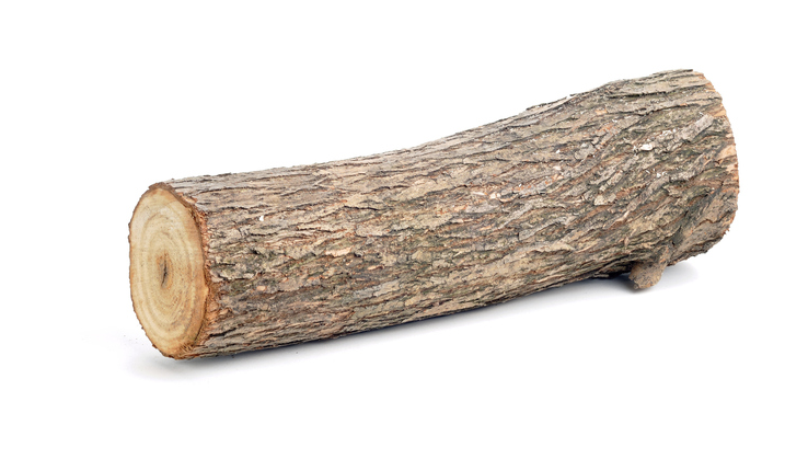 Бревно на белом фоне