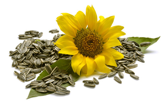 Семечки клипарт