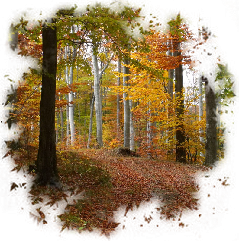 Пейзажи осени на прозрачном фоне