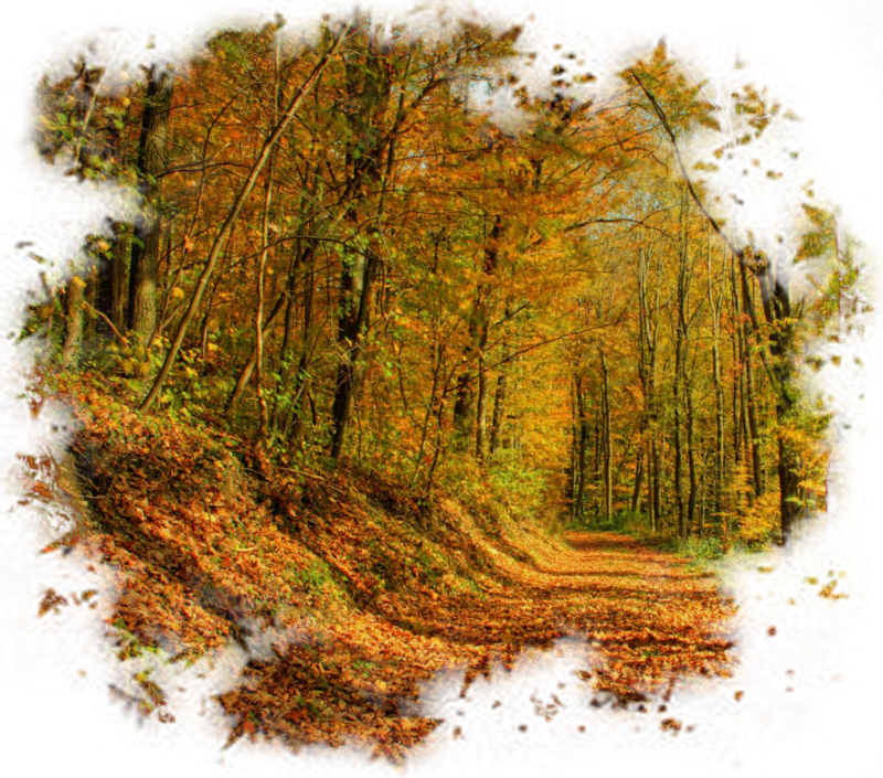 Лесной пейзаж на прозрачном фоне