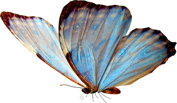 Бабочка Morpho Aurora