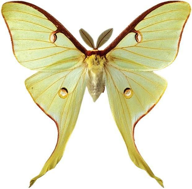 Actias Luna бабочка