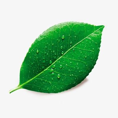 Красивые листочки