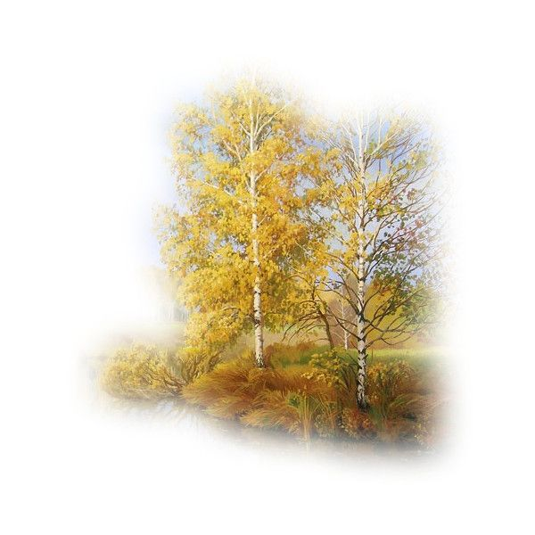 Осенняя береза на прозрачном фоне